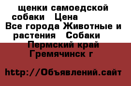 щенки самоедской собаки › Цена ­ 25 000 - Все города Животные и растения » Собаки   . Пермский край,Гремячинск г.